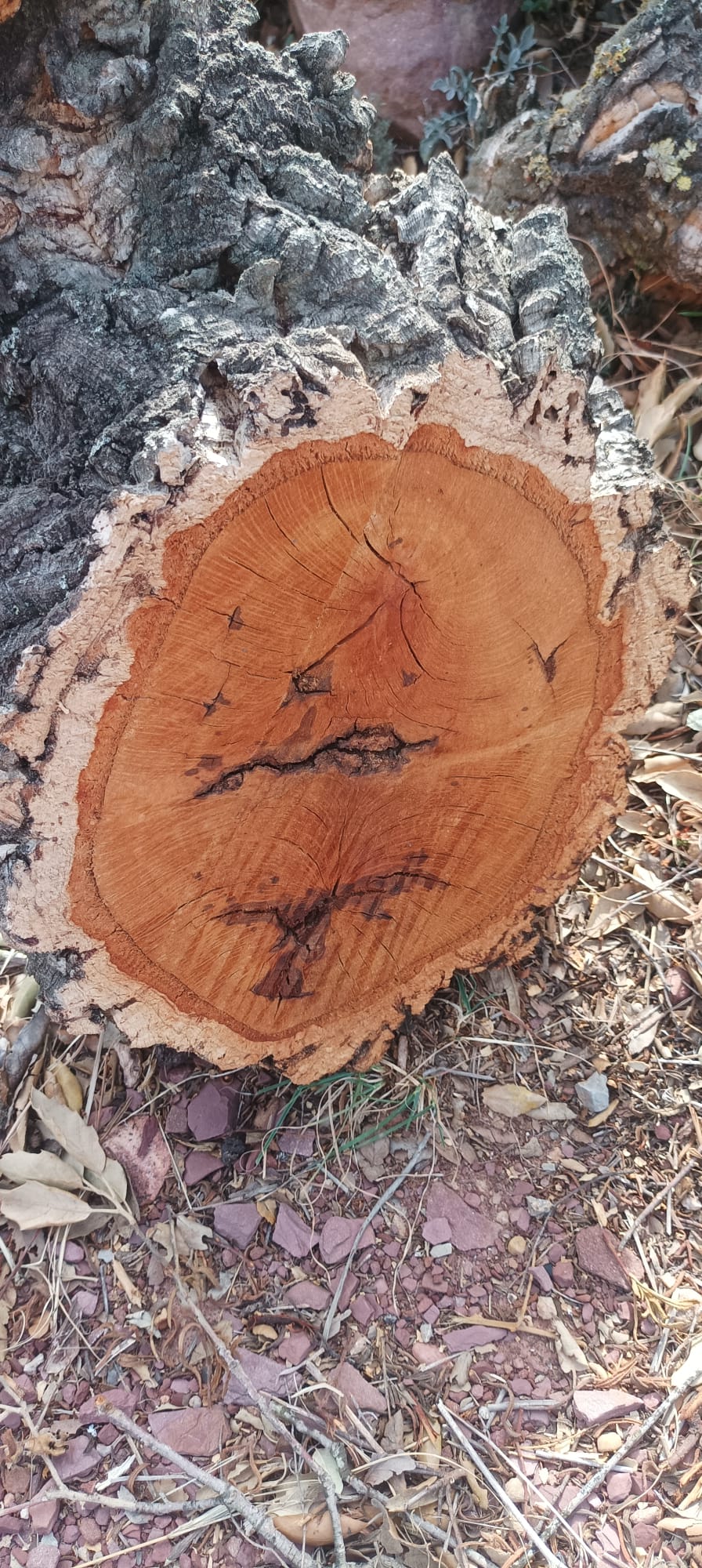 Explorando La Estructura Macroscópica De La Madera - SOS Madera